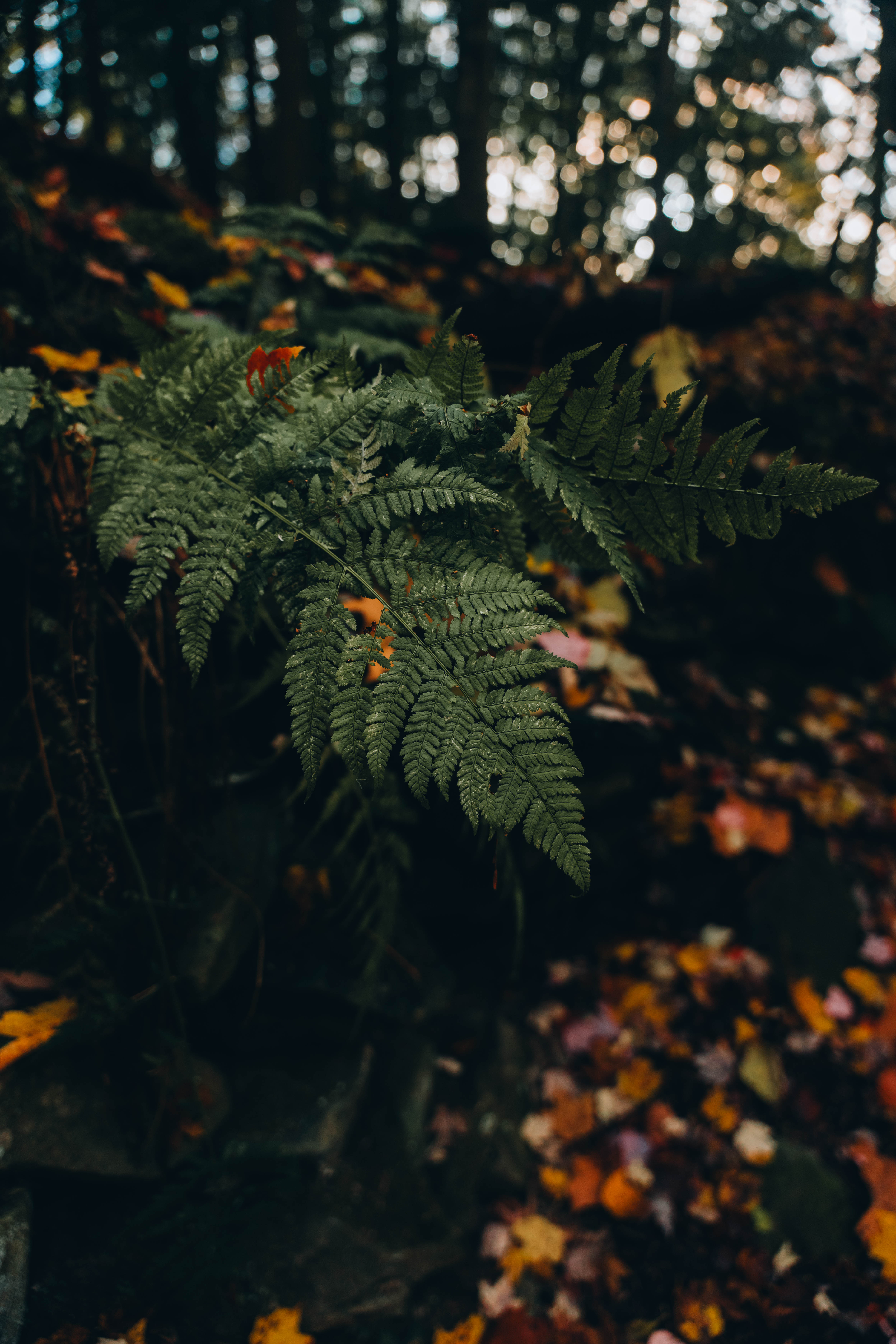 Autumn Fern